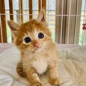 ふっわふわ♡可愛すぎる女の子（交渉中）