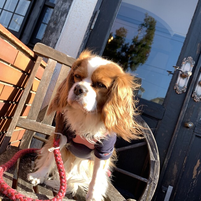 Love Chianti のカバー写真