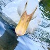 hwriver