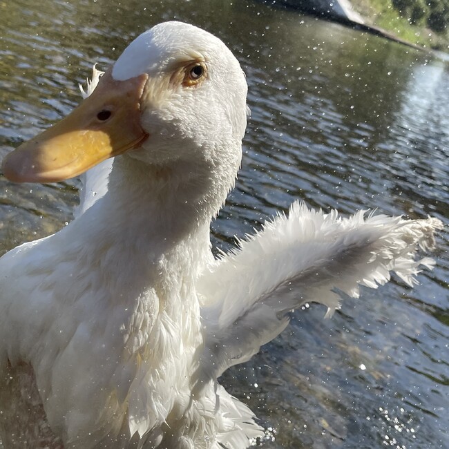 hwriverのカバー写真