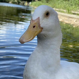 アヒルの“あひくん”の里親募集中！