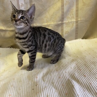 活発なベンガル子猫♀