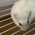 ジャンガリアンハムスター