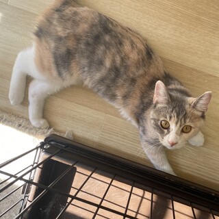 コウちゃん