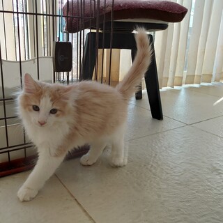 人なつこいノルウェージャン♂