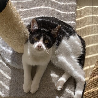 ちいちゃん生後約5ヶ月