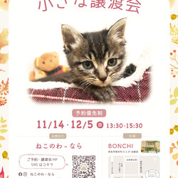保護ねこ 小さな譲渡会 【ねこのわ-なら】
