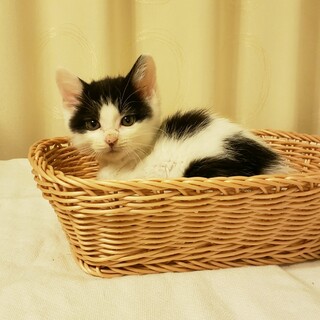 可愛い一ヶ月半女子白黒メルシー。ペアか一匹で募集