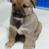 保健所からレスキューした子犬♂横綱 サムネイル2