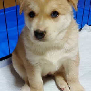 保健所からレスキューした子犬♂小町