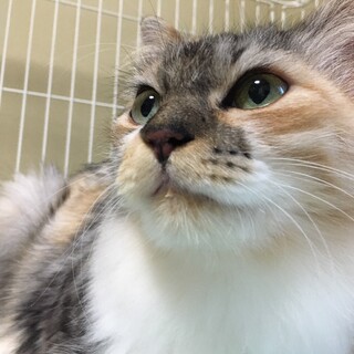 【【緊急】】ゴージャスなミケコ　長毛べっぴんさん！