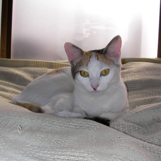 ラオトゥールのカバー写真