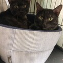 少しトラ柄混じりの黒猫くん（左の子）
