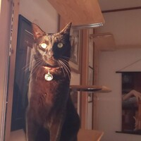 黒糖