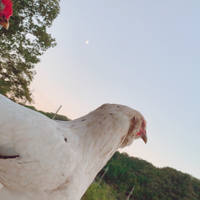 sakura04のカバー写真