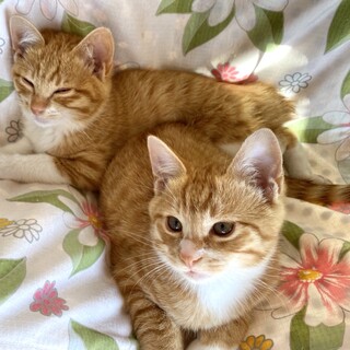 ママが恋しい2ヶ月の仲良し兄弟