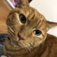 ちくわ
