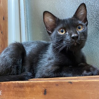 4兄妹の黒猫コンちゃん♡