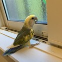 コザクラインコ 里親募集