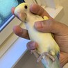 コザクラインコ 里親募集 サムネイル2