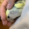コザクラインコ 里親募集 サムネイル3