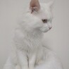 真っ白の半長毛です サムネイル4