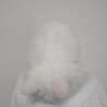 真っ白の半長毛です サムネイル7