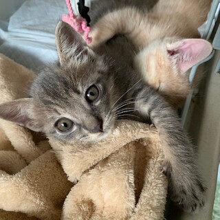 募集停止⭐️グレーに近いサバトラ男子るい