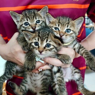 もうすぐ生後2ヶ月：キジトラ子猫3匹：プウちゃん