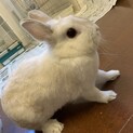 ネザーランドドワーフ 里親募集