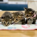 もうすぐ生後2ヶ月：キジトラ子猫3匹：キンちゃん