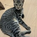 【急募】元気いっぱいのキジトラ子猫　女の子