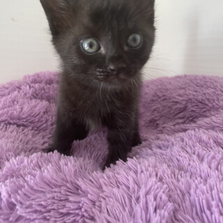 【小平市黒猫の大判くん募集停止。