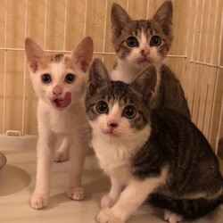 保護犬猫の譲渡会 in せとうちドッグパーク