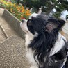 ぴーなっつくりーむ