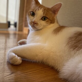 【お見合い歓迎】マイペースな茶白ロイ君