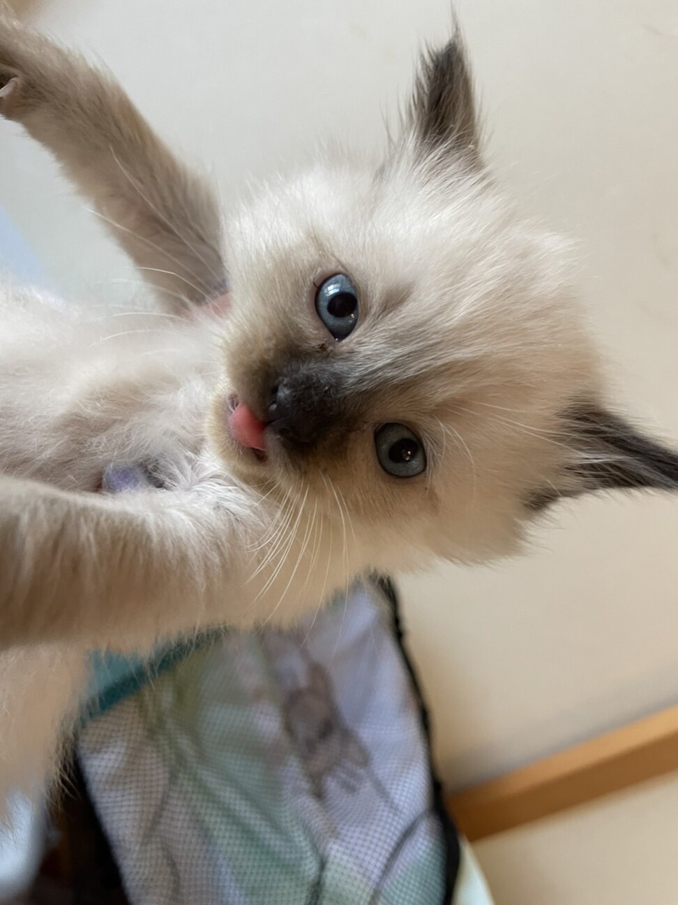 ヒマラヤンミックス三兄妹 茨城県 猫の里親募集 3591 ペットのおうち 月間利用者150万人 ヒマラヤンミックス三兄妹 茨城県 猫の里親募集 3591 ペットのおうち 月間利用者150万人