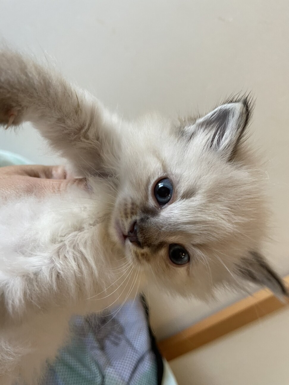 ヒマラヤンミックス三兄妹 茨城県 猫の里親募集 3591 ペットのおうち 月間利用者150万人 ヒマラヤンミックス三兄妹 茨城県 猫の里親募集 3591 ペットのおうち 月間利用者150万人