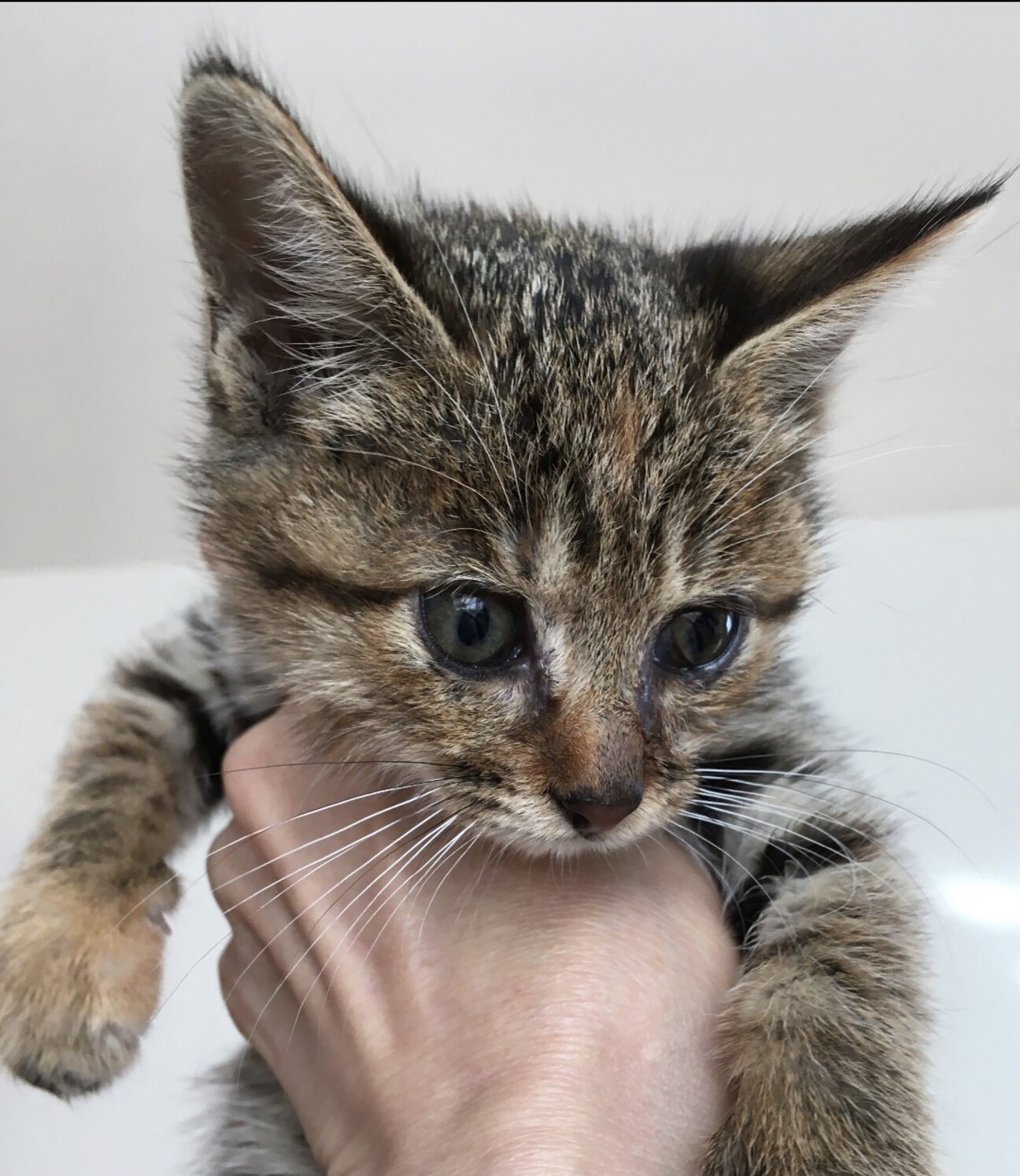 大人しいゴロゴロ甘えん坊」茨城県 - 猫の里親募集(388595 