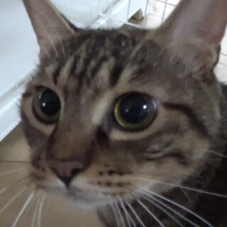 里親さん決まりました