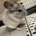 元気で甘えん坊のチンチラ♂（5ヶ月）