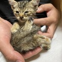 生まれたばかりの大人しい子猫ちゃんです