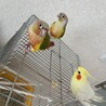 あやまま29