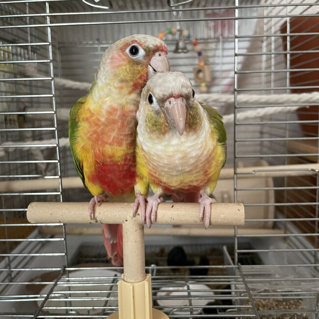 あやまま29のカバー写真
