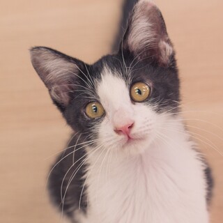 寄り添ってくれるハチワレ【藍（あい）】