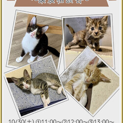 譲渡相談会〜福ねこハウス〜