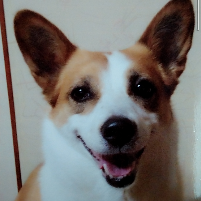 ちいこのママのカバー写真