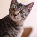 キジトラ子猫　だいずくん　里親募集中♡