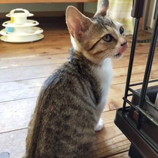 超人懐っこく甘えん坊！薄キジトラくん⭐︎イーブイ