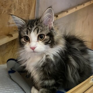 美形のノルウェージャン♂